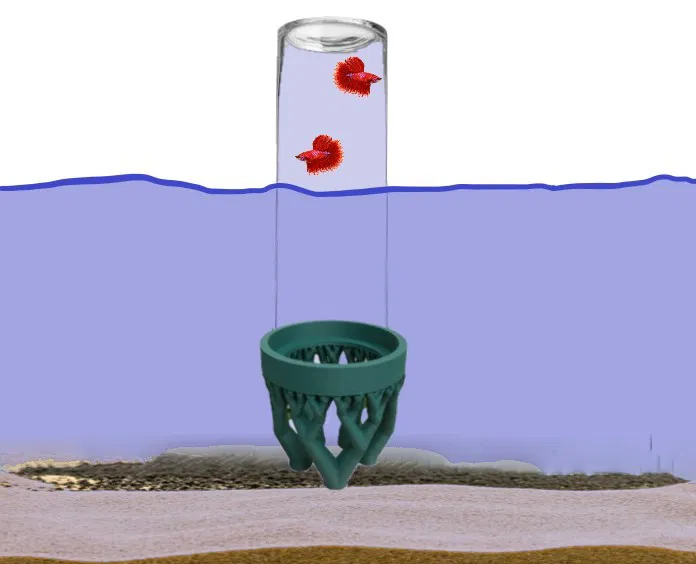 Cá Bay Aqualift - Cho Cá Khám Phá Thế Giới - Image 2