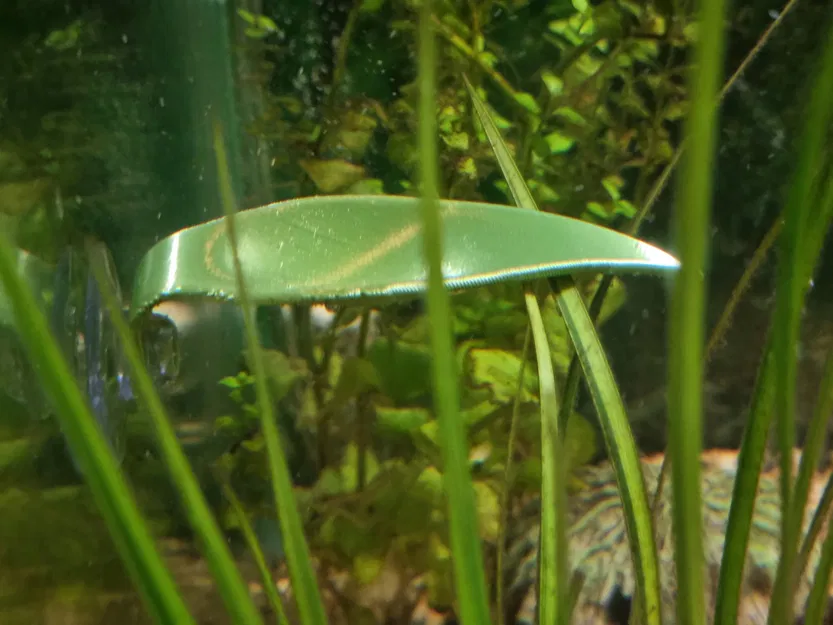 Lá Nghỉ Cho Cá Betta - Image 2