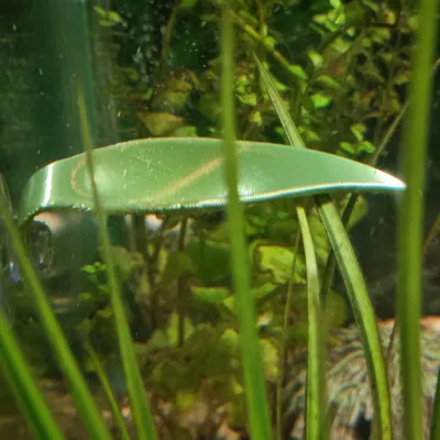 Lá Nghỉ Cho Cá Betta