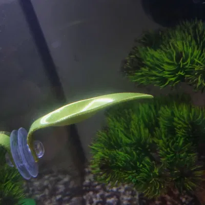 Lá Nghỉ Cho Cá Betta