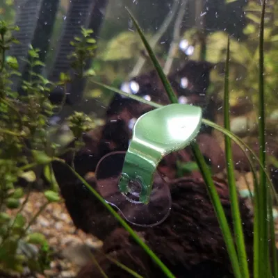 Lá Nghỉ Cho Cá Betta