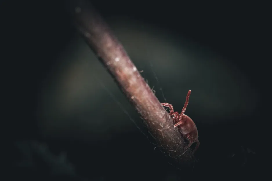 Giá Đỡ Macro Modular Cho Đèn Godox MF12 - Image 12