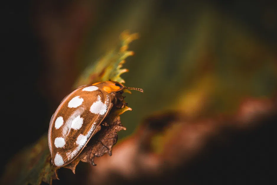 Giá Đỡ Macro Modular Cho Đèn Godox MF12 - Image 13