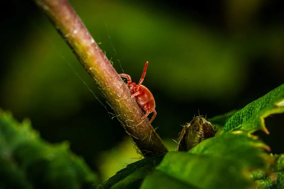 Giá Đỡ Macro Modular Cho Đèn Godox MF12 - Image 14