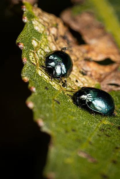 Giá Đỡ Macro Modular Cho Đèn Godox MF12 - Image 15