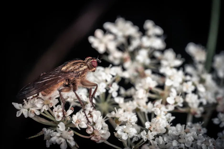 Giá Đỡ Macro Modular Cho Đèn Godox MF12 - Image 16