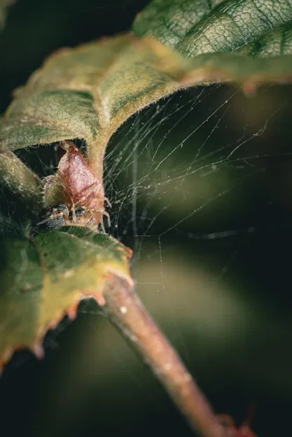 Giá Đỡ Macro Modular Cho Đèn Godox MF12 - Image 17