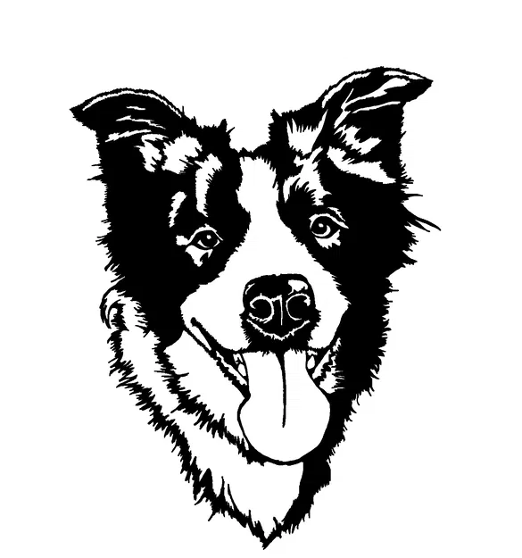 Tranh tường "Bala" Chó Border Collie - Image 1
