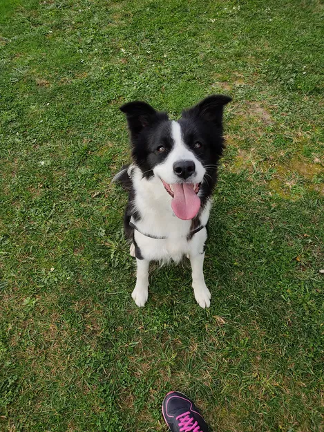 Tranh tường "Bala" Chó Border Collie - Image 4