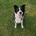 Tranh tường "Bala" Chó Border Collie - Thumbnail 4