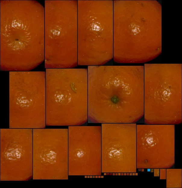 Mô hình 3D Trái Clementine (Đã scan) - Image 3