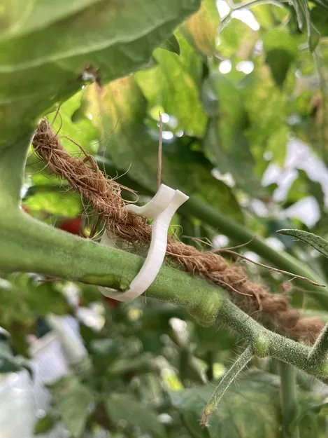 Kẹp Cà Chua 2.0 - Image 3