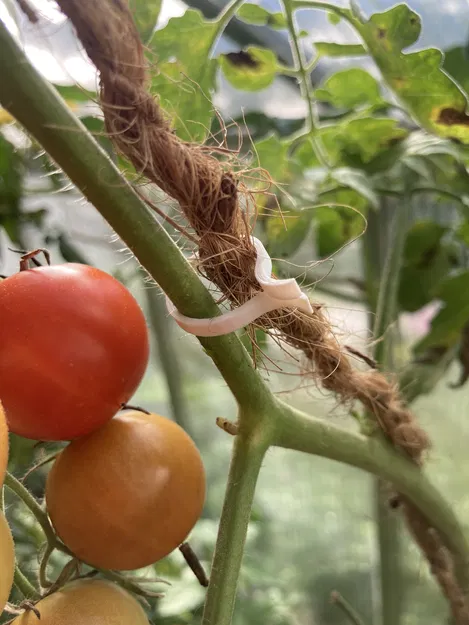 Kẹp Cà Chua 2.0 - Image 4