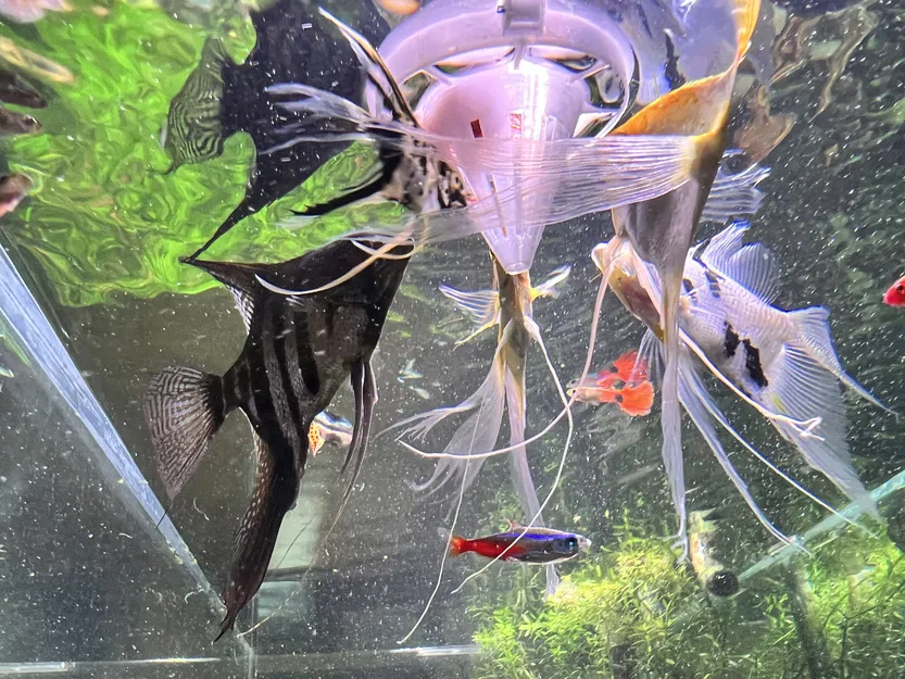 Thiết Bị Cho Cá Ăn Giun Máu Lạnh - Image 2