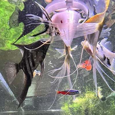 Thiết Bị Cho Cá Ăn Giun Máu Lạnh