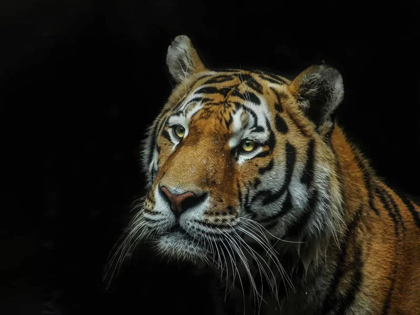 Mô hình Tiger Hueforge - Image 2