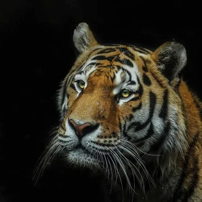 Mô hình Tiger Hueforge