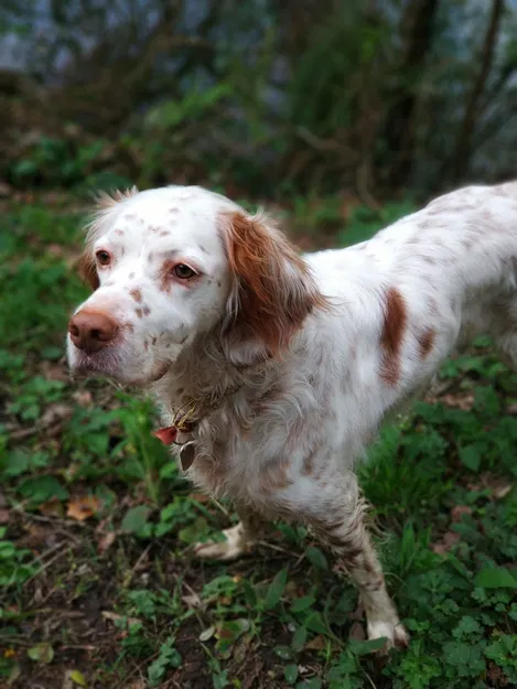 "Chess" the English Setter wallart - Tranh tường chó Setter Anh - Image 2