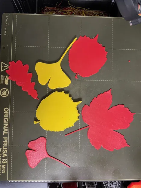 Lá của các loài cây khác nhau - Image 4