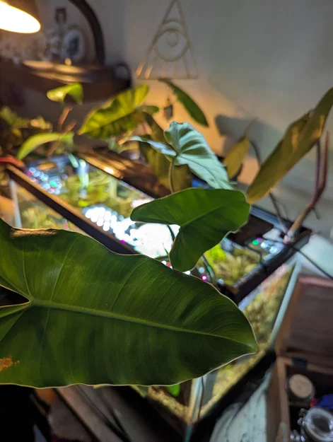 Kẹp Cây Thủy Sinh - Image 3