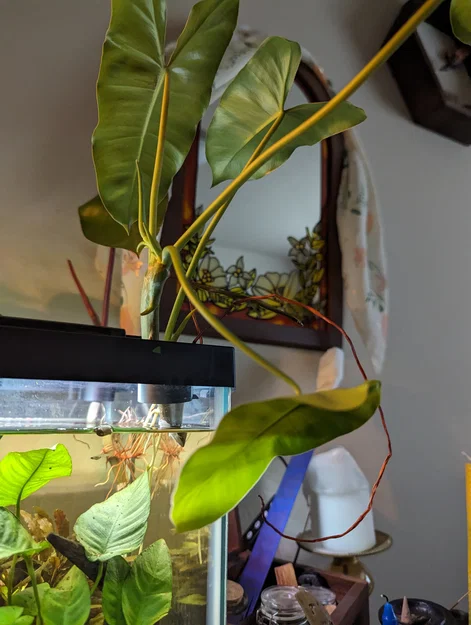 Kẹp Cây Thủy Sinh - Image 4