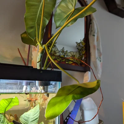 Kẹp Cây Thủy Sinh