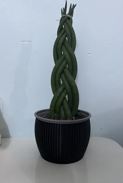 Thêm một chậu hoa nữa nè - Image 2