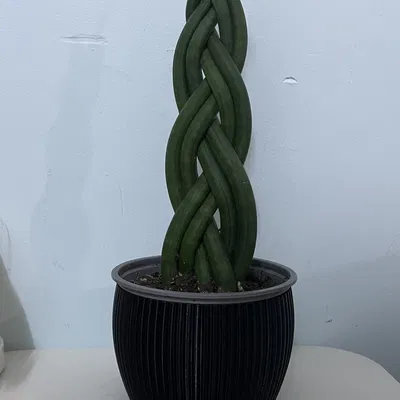 Thêm một chậu hoa nữa nè