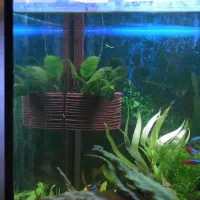 Chậu Trồng Cây Treo Hồ Cá