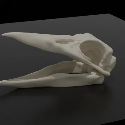 Mô hình 3D Đầu Lâu Quạ - Calavera Cuervo