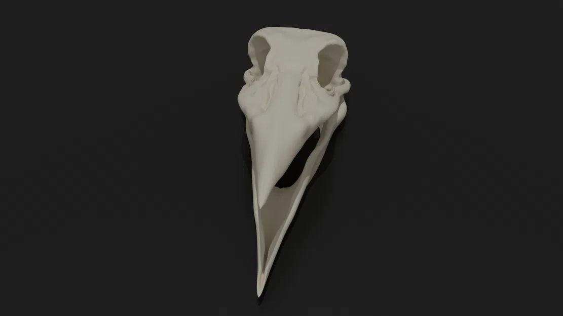 Mô hình 3D Đầu Lâu Quạ - Calavera Cuervo - Image 4