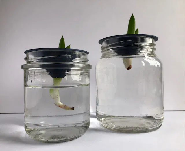 Dụng Cụ Hỗ Trợ Giâm Cành Cây - Image 2