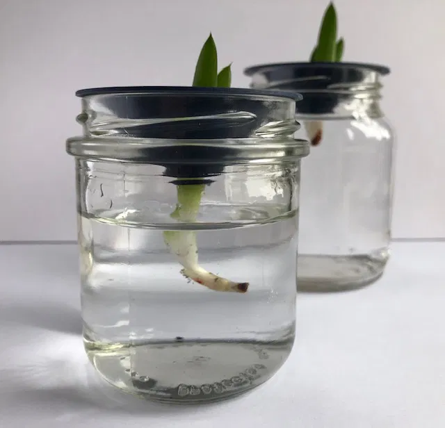 Dụng Cụ Hỗ Trợ Giâm Cành Cây - Image 5