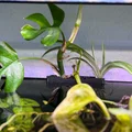 Giá Đỡ Cây Thủy Sinh - Thumbnail 1