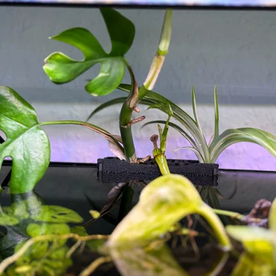 Giá Đỡ Cây Thủy Sinh