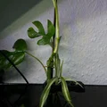 Giá Đỡ Cây Thủy Sinh - Thumbnail 3