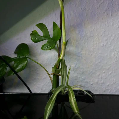 Giá Đỡ Cây Thủy Sinh