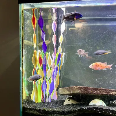 Cây Thủy Sinh Cho Bể Cá