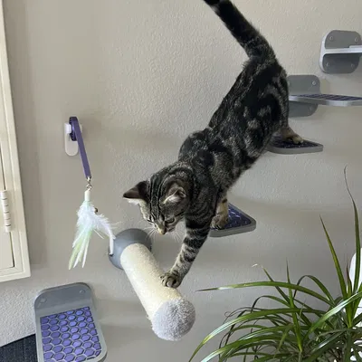 Bậc Thang Treo Tường Cho Mèo (3 phiên bản)