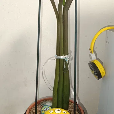 Chân Cắm Hoa Hình Hoa