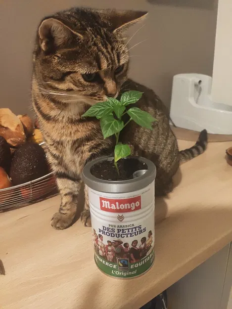 Chậu Cây Vừa Lon Cà Phê Malongo - Image 1