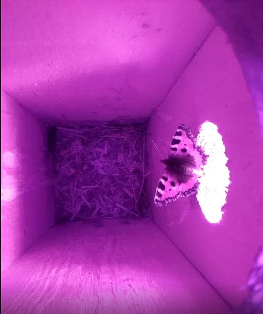 Vỏ camera nhà chim - Image 1