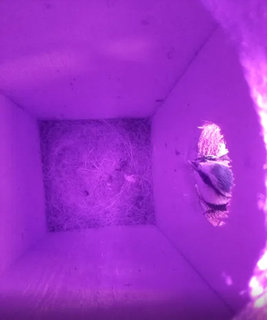 Vỏ camera nhà chim - Image 14