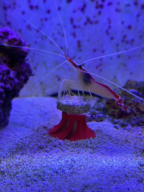 Cục Đẩy Frag - Image 1