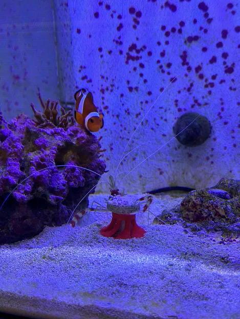 Cục Đẩy Frag - Image 2