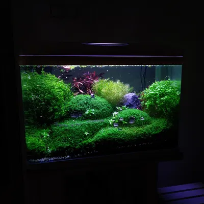 Mô Hình Nhà Hobbit Trang Trí Cây Cảnh & Hồ Cá