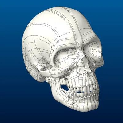 Nút Cần Số - Hộp Sọ