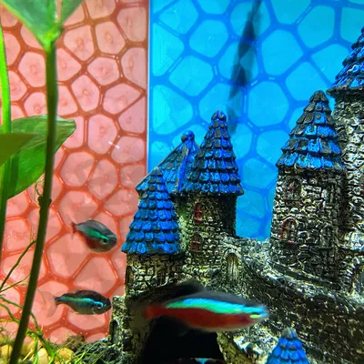 Tấm Phông Nền Hồ Cá Voronoi