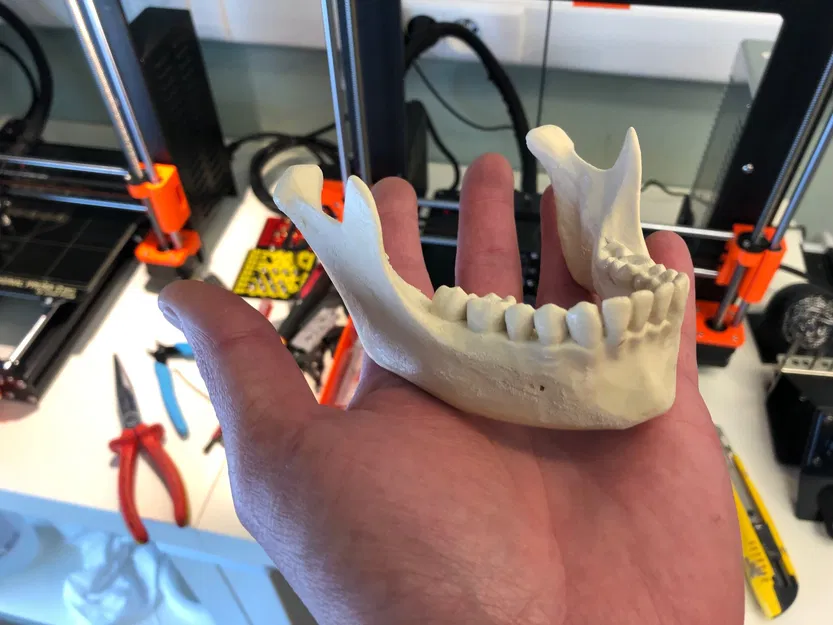 Hộp sọ người, đúng giải phẫu - Image 2