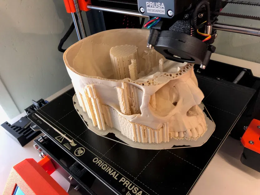 Hộp sọ người, đúng giải phẫu - Image 4